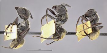 Media type: image;   Entomology 9118 Aspect: habitus lateral view